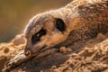 Close up shot of a meerkat resting peacefully on a sandy terrain