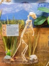 Close up shot of the Meerkat skeleton in the Museum of Osteology