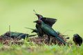 Close-up shot of Metallic Starlings sitting on a nest against bokeh green background