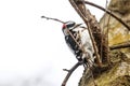 Close up shot of middle spotted woodpecker