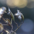 Close up shot of Milkweed pods