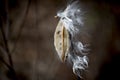 Close up shot of a milkweed seed in a blurry brown background Royalty Free Stock Photo