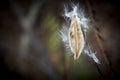 Close up shot of a milkweed seed in a blurry brown background Royalty Free Stock Photo