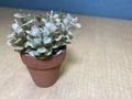 A Close Up Shot of a Miniature Fake Decorative Plant on a Brown Flower Pot