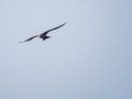 Close up shot of Mississippi kite flying