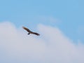 Close up shot of Mississippi kite flying