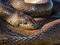 Close-up shot of a Mole Snake (Pseudaspis cana), in its natural habitat