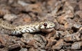 Close-up shot of a Mole Snake (Pseudaspis cana), in its natural habitat