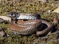 Close-up shot of a Mole Snake (Pseudaspis cana), in its natural habitat