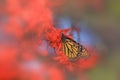 Close up shot of Monarch butterfly on red flowers
