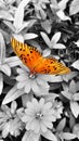 Close-up shot of a Monarch milkweed butterfly pollinating a flower.