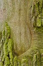Close-up shot of moss bark texture - perfect wallpaper Royalty Free Stock Photo
