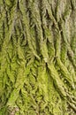 Close-up shot of moss bark texture - perfect wallpaper Royalty Free Stock Photo