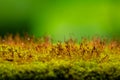 Close up shot of moss sporangia on a wall surface against green background Royalty Free Stock Photo