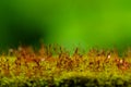 Close up shot of moss sporangia on a wall surface against green background Royalty Free Stock Photo