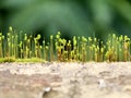 Close up shot of moss sporangia on a wall surface