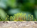 Close up shot of moss sporangia on a wall surface Royalty Free Stock Photo