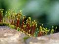 Close up shot of moss sporangia on a wall surface