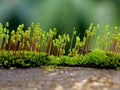 Close up shot of moss sporangia on a wall surface