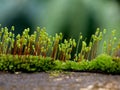 Close up shot of moss sporangia on a wall surface Royalty Free Stock Photo