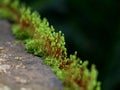 Close up shot of moss sporangia on a wall surface Royalty Free Stock Photo