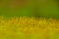 Close up shot of moss sporangia on a wall surface Royalty Free Stock Photo