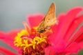 Close up shot of moth on a pink flower