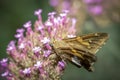 Close up shot of moth on a pink flower