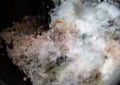 close up shot mouldy food. mould growing on rice