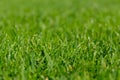 Close-up shot of mowed lawn. Green grass natural background texture. Royalty Free Stock Photo