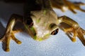 Close-up shot of a Natal tree frog on a white surface