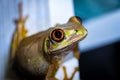 Close-up shot of a Natal tree frog on a white surface