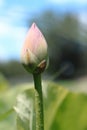 Close-up shot of a Nelumbo nucifera bud blooming amongst lush foliage Royalty Free Stock Photo