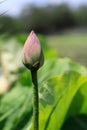 Close-up shot of a Nelumbo nucifera bud blooming amongst lush foliage Royalty Free Stock Photo