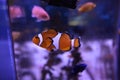 Close up shot of Nemo Clownfish swimming inside an aquarium