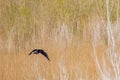 Close up shot of Neotropic cormorant flying