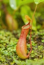 Close up shot of Nepenthes ventricosa