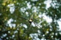 A close up shot of Nephila pilipes ,northern golden orb weaver or giant golden orb weaver is a species of golden orb-web spider. Royalty Free Stock Photo