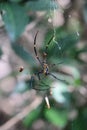 Close-up shot of a Nephila pilipes spider on a cobweb Royalty Free Stock Photo