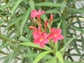 Close up shot of Nerium oleander is one of the most poisonous plants to humans known. Selective focus