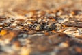 Close-up shot of a nest with two Red-Capped Plover Charadrius ruficapillus eggs, a small bird species that breeds in Australia Royalty Free Stock Photo