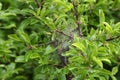 Close up shot of a nesting web of butterfly caterpillars hanging from the branches of a tree