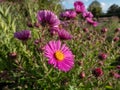 New England Aster variety (Aster novae-angliae) \'Roter Turm\' flowering with pink flowers