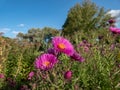 New England Aster variety (Aster novae-angliae) \'Roter Turm\' flowering with pink flowers