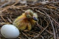 Close-up shot of the newborn pigeon bird with an egg on the nest Royalty Free Stock Photo
