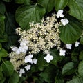 Nice and tiny petals of a Climbing Hydrangea