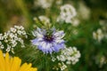 Close up shot of Nigella damascena blossom Royalty Free Stock Photo