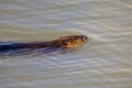 Close up shot of North American beaver swimming Royalty Free Stock Photo