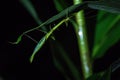 Close-up shot of a northern walkingstick (Diapheromera femorata) on a plant leaf Royalty Free Stock Photo