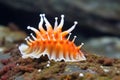 a close-up shot of a nudibranch crawling on a rock